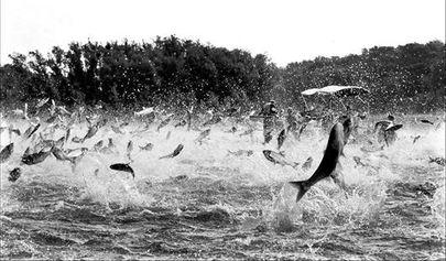 美国亚洲鲤鱼成灾视频,一场生态危机的挑战